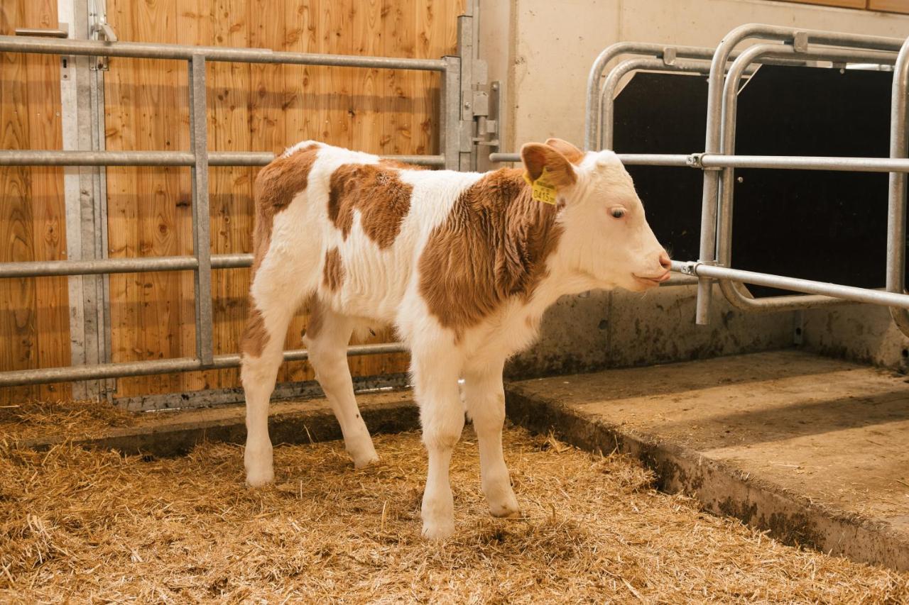 Edenhauserhof Neu Gotzens Kültér fotó