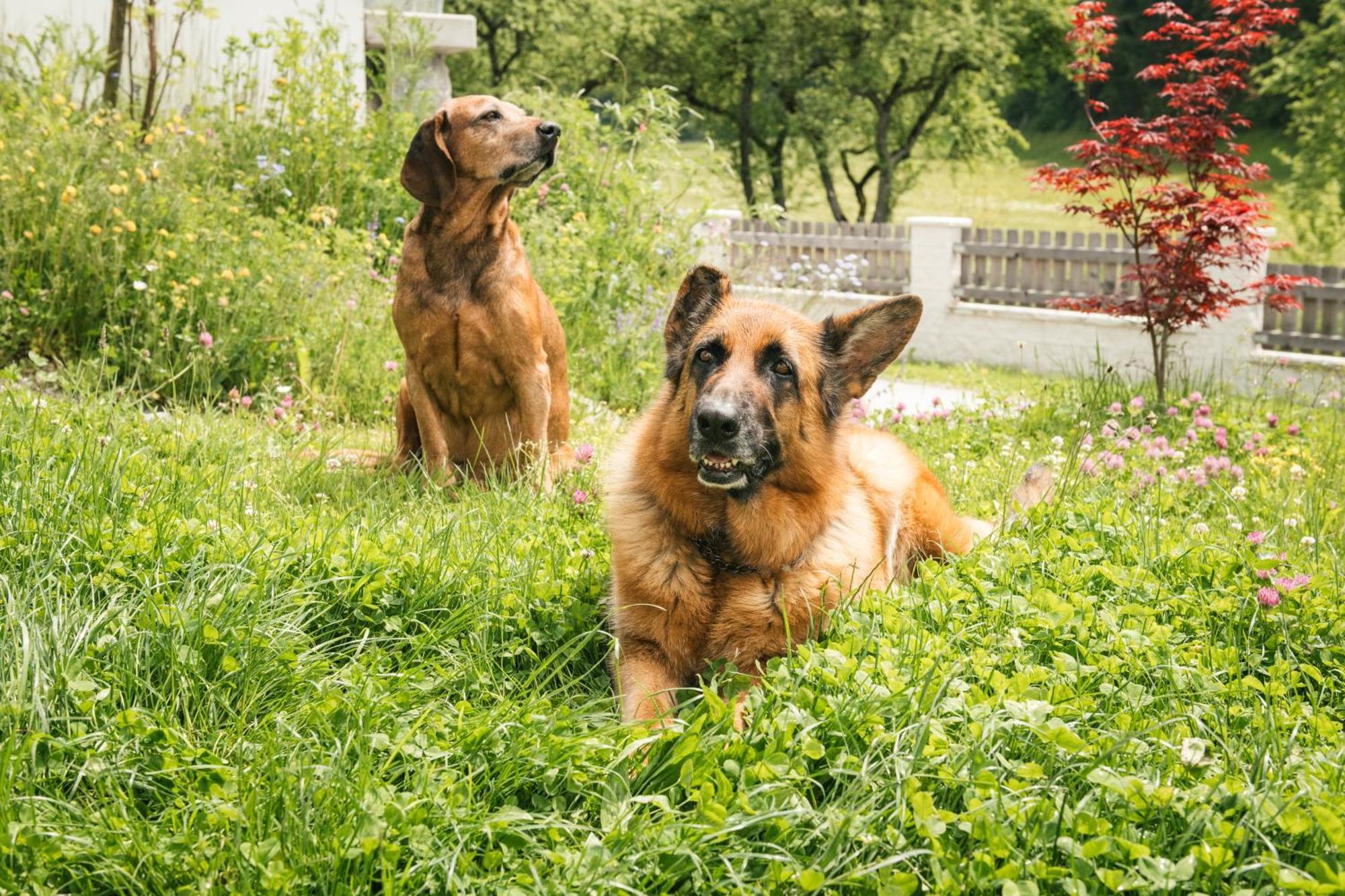 Edenhauserhof Neu Gotzens Kültér fotó